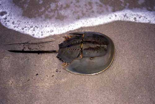 horseshoe crab-AsiaPhotoStock