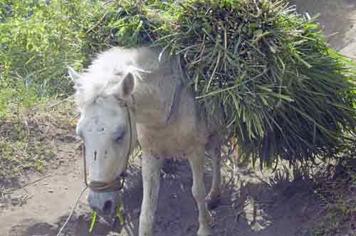 loaded up horse-AsiaPhotoStock