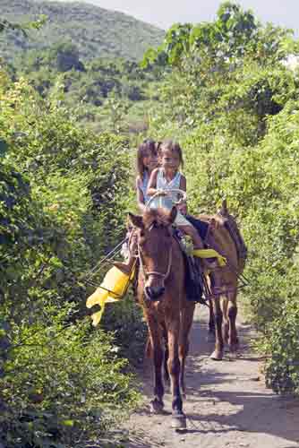 taal horses-AsiaPhotoStock