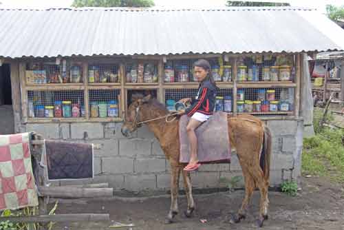 horse by shop-AsiaPhotoStock