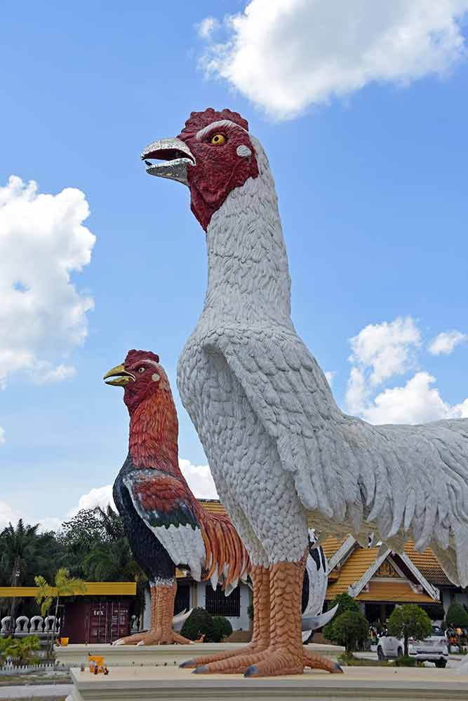 huge chickens-AsiaPhotoStock