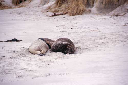 sea lions hugging-AsiaPhotoStock