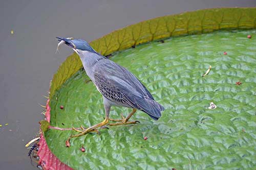 hungry heron-AsiaPhotoStock