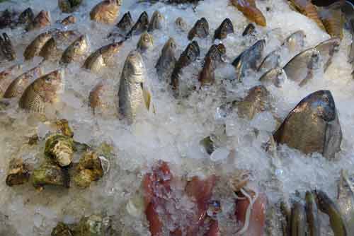 iced fish for dinner-AsiaPhotoStock