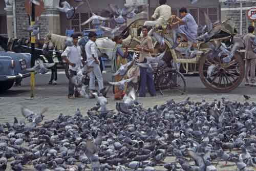 pigeons india gate-AsiaPhotoStock