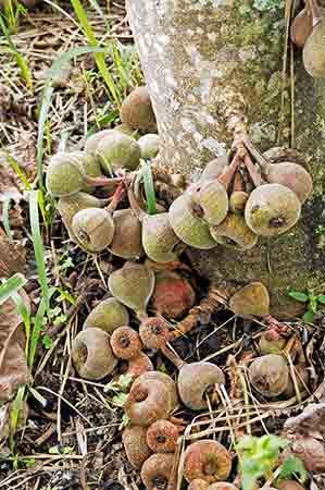 indian fig-AsiaPhotoStock