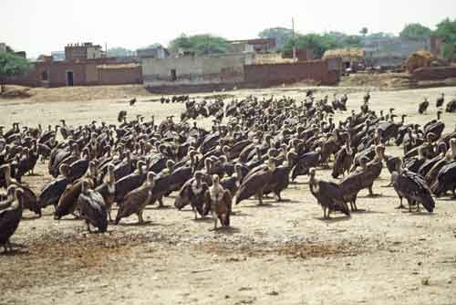 indian vultures-AsiaPhotoStock