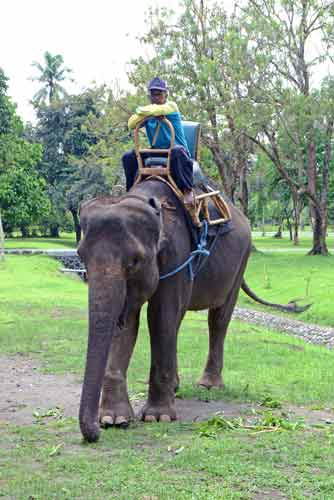 indonesian elephant-AsiaPhotoStock