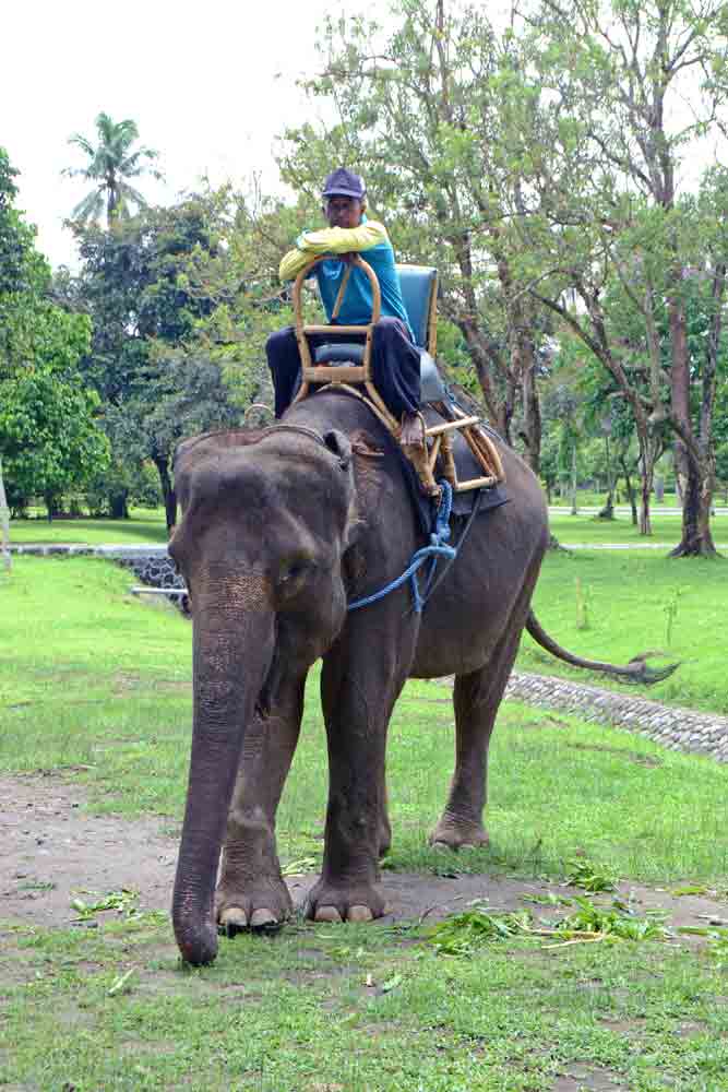 indonesian elephant-AsiaPhotoStock