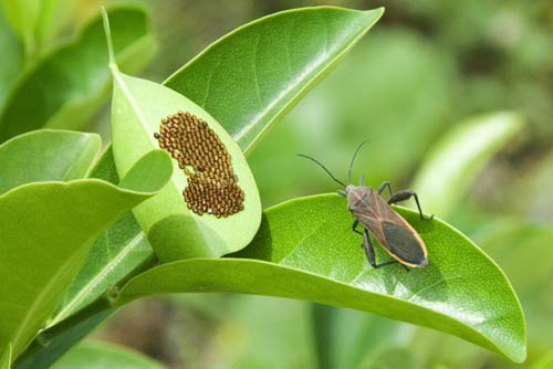 insect and eggs-AsiaPhotoStock