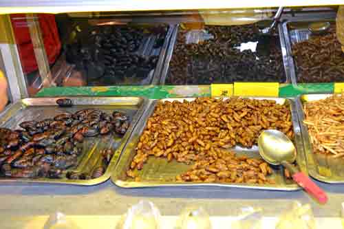 insects tasty snack-AsiaPhotoStock