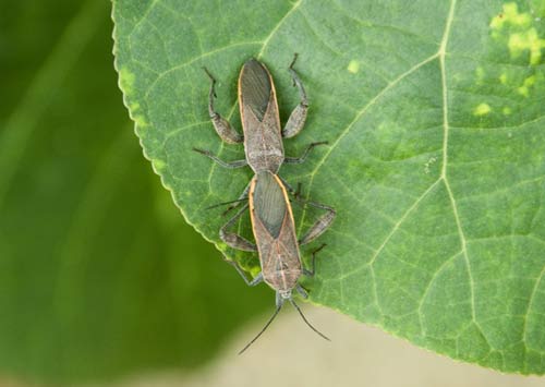 insects about to mate-AsiaPhotoStock