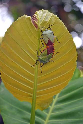 mating coloured insects-AsiaPhotoStock