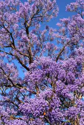 jacaranda-AsiaPhotoStock