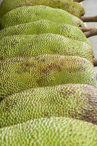 jack fruit-AsiaPhotoStock