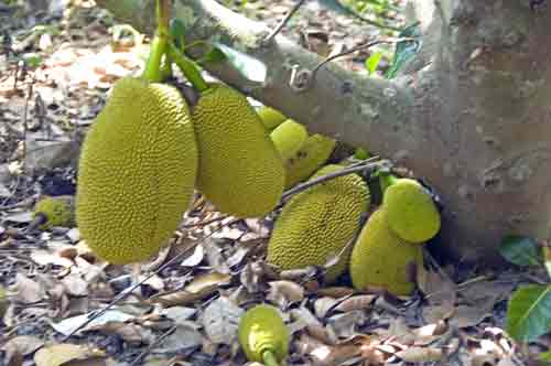 big jackfruits thailand-AsiaPhotoStock