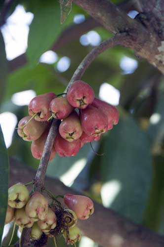 jambu-AsiaPhotoStock