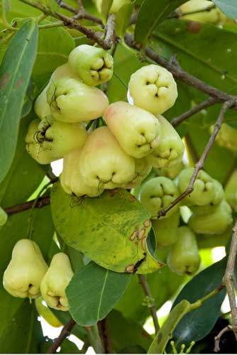 jambu fruit-AsiaPhotoStock