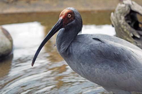 japanese ibis-AsiaPhotoStock