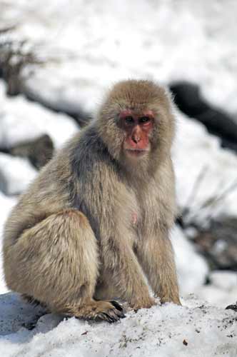japanese macaque-AsiaPhotoStock