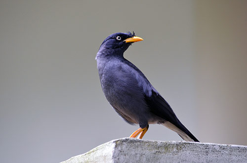 javan mynah-AsiaPhotoStock