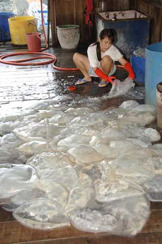 jelly fish-AsiaPhotoStock