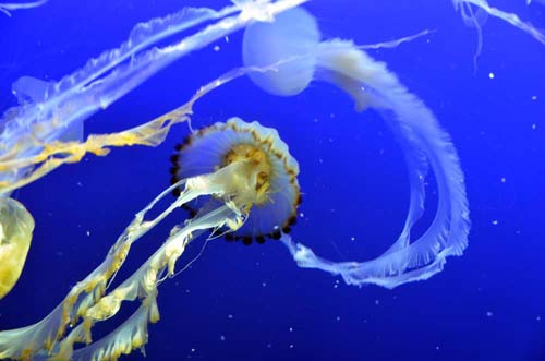 aquarium jelly fish-AsiaPhotoStock