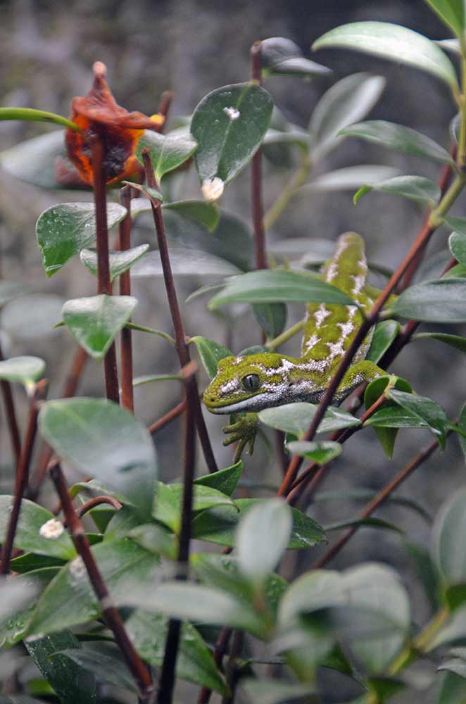jewelled gecko-AsiaPhotoStock
