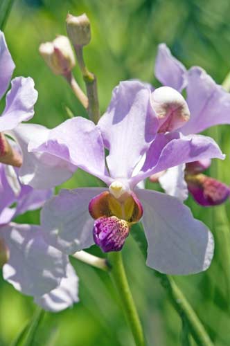 miss joaquim orchids-AsiaPhotoStock