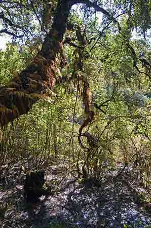 jungle-AsiaPhotoStock