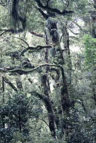 jungle walk-AsiaPhotoStock