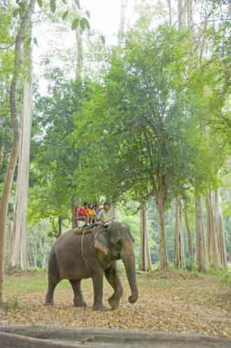 jungle ride-AsiaPhotoStock