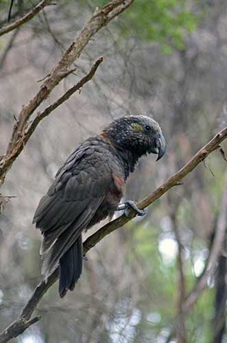 kaka parrot-AsiaPhotoStock