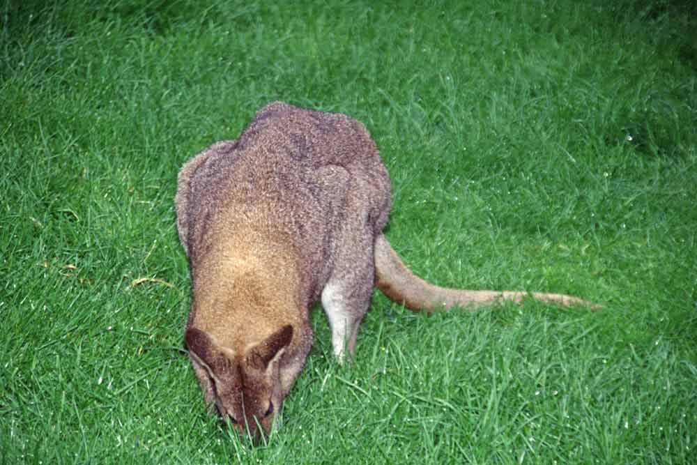 AsiaPhotoStock, kangaroo feeding