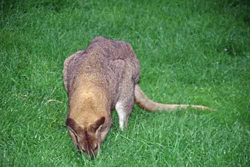 kangaroo feeding-AsiaPhotoStock