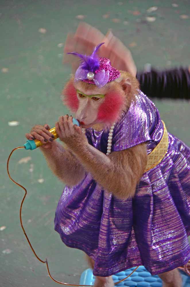 karaoke monkey-AsiaPhotoStock