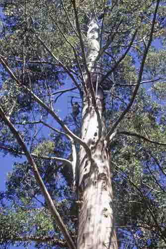 karri climb-AsiaPhotoStock