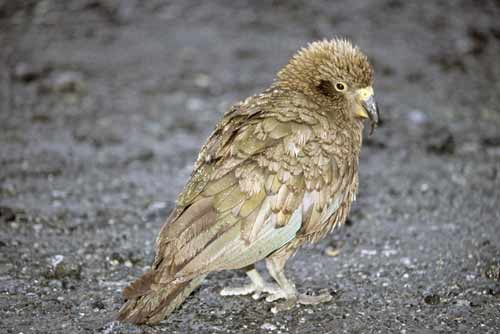 kea-AsiaPhotoStock