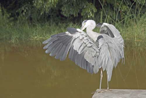 kenrokuen heron-AsiaPhotoStock