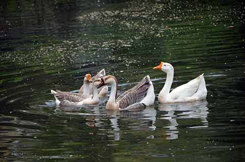 kerala ducks-AsiaPhotoStock