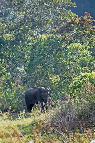 kerala elephant-AsiaPhotoStock