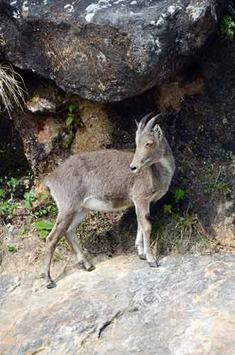 kerala goat-AsiaPhotoStock