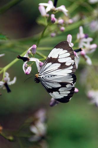kerala moth-AsiaPhotoStock