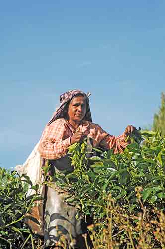 kerala plantation-AsiaPhotoStock