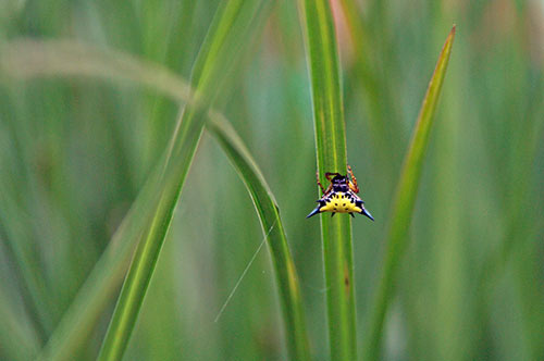 kerala spider-AsiaPhotoStock