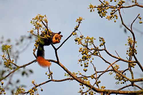 kerala squirrel-AsiaPhotoStock