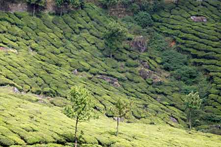 kerala tea-AsiaPhotoStock