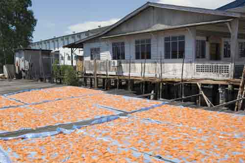 keropok drying kukup-AsiaPhotoStock