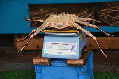 king crab hakodate-AsiaPhotoStock