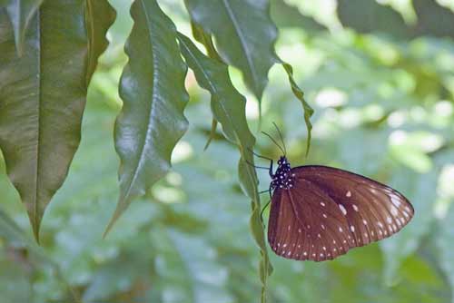 king crow butterfly-AsiaPhotoStock